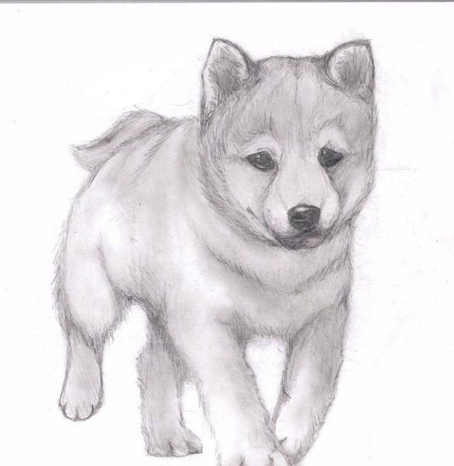 Рисунки карандашом собаки для начинающих 