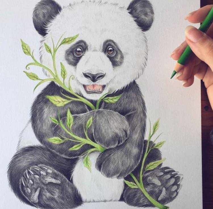 Панда в лесу
