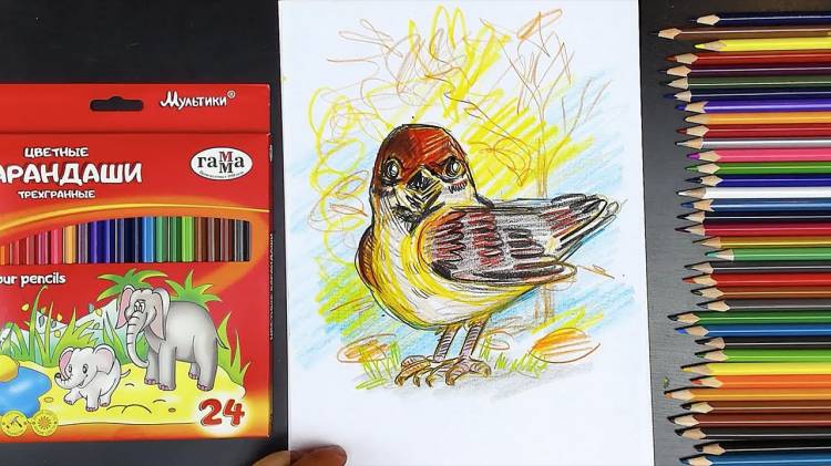 Как нарисовать ВОРОБЬЯ цветными карандашами