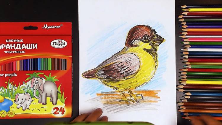 Урок рисования ВОРОБЕЙ цветные карандаши РыбаКит