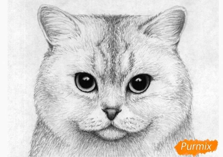 Рисунок кота мордочка карандашом