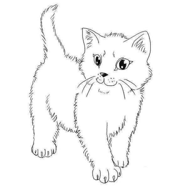 Рисунки карандашом для срисовки кошек для детей 