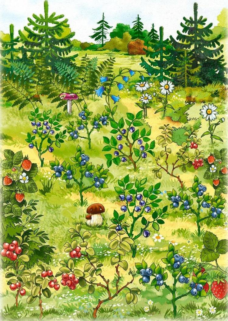 Картинки лето в лесу для детей в детском саду 