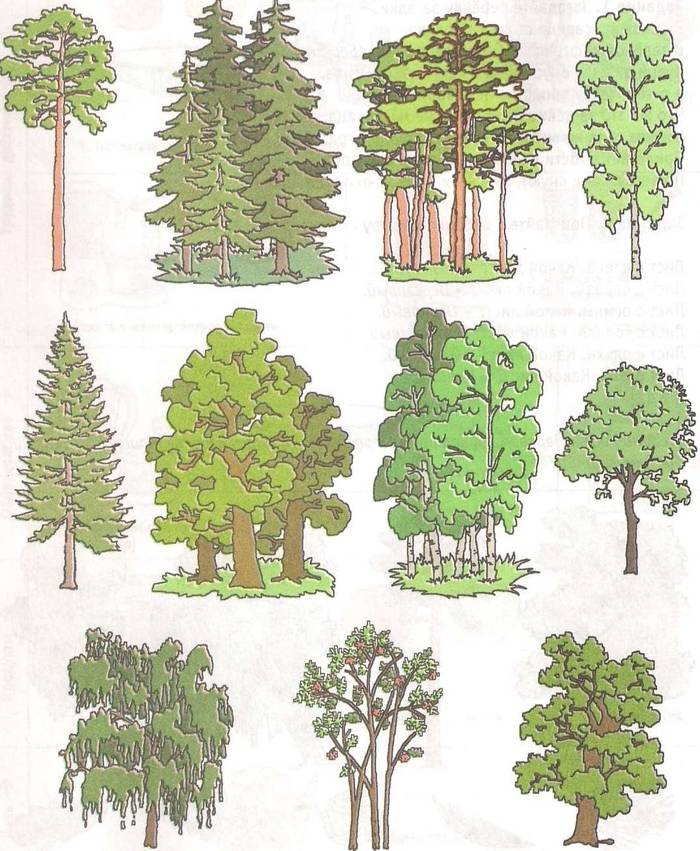 Картинка леса для детей для занятия