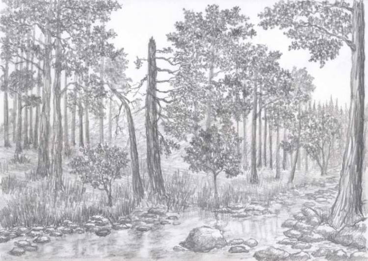 Как нарисовать лес карандашом и гуашью 
