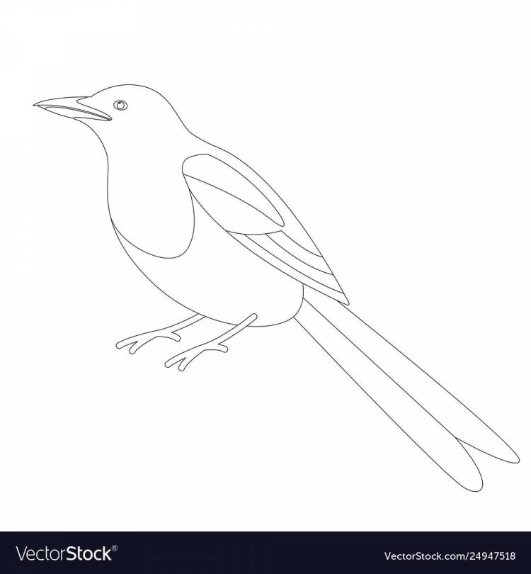 Раскраска птицы сорока