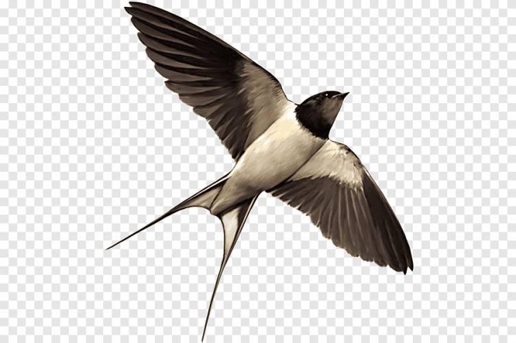Swallow Bird Grobbelaars Раскраски Ритуальные услуги для детей, птица, животные, певчая птица png