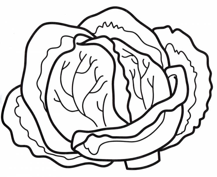Раскраска Кочан капусты