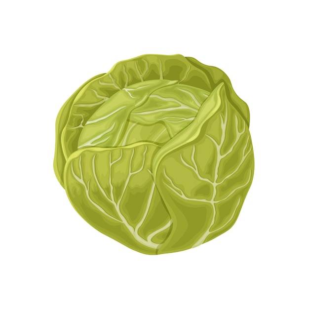 Капуста изображение кочана капусты спелая капуста овощи из сада органические продукты векторная иллюстрация на белом фоне