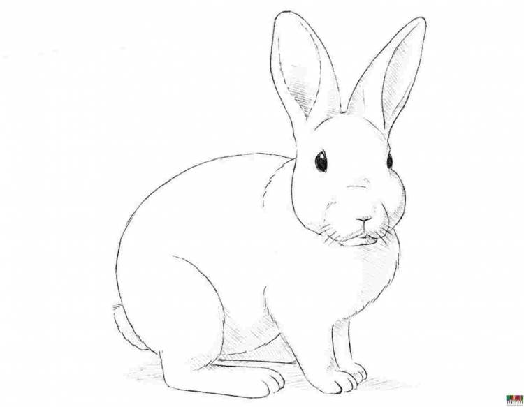 Заяц рисунок карандашом для срисовки