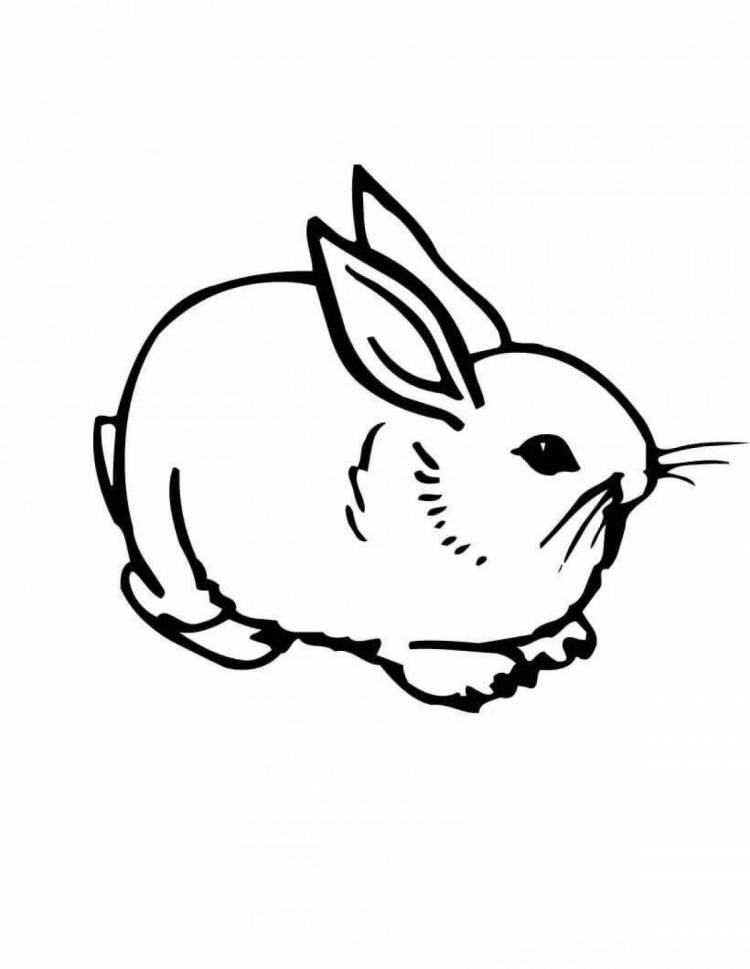 Раскраски Кролик рисунок 