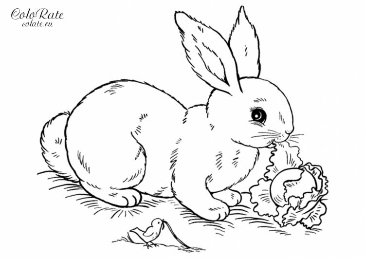 Раскраска Реалистичный крольчонок распечатать
