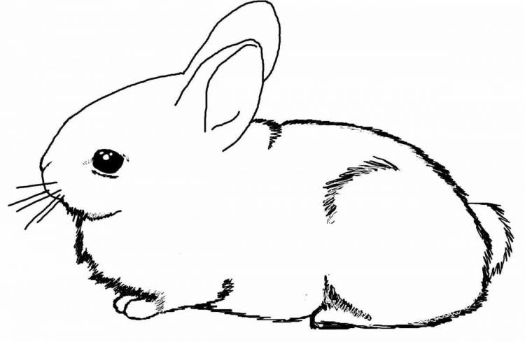 Раскраски Картинка кролика 