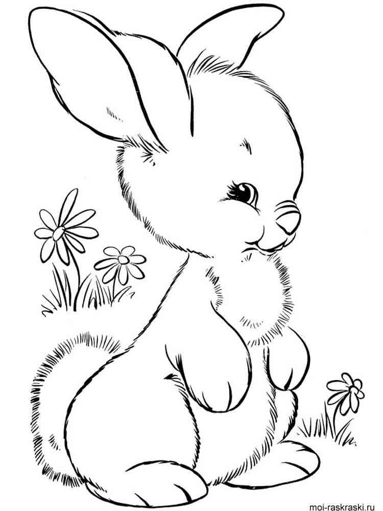 Раскраски Кролик