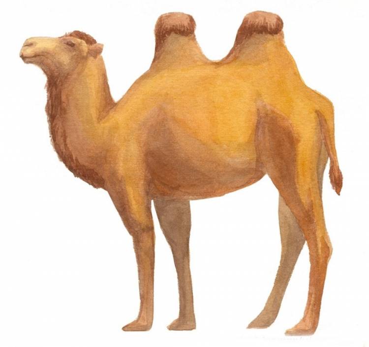 Верблюд рисунок детский