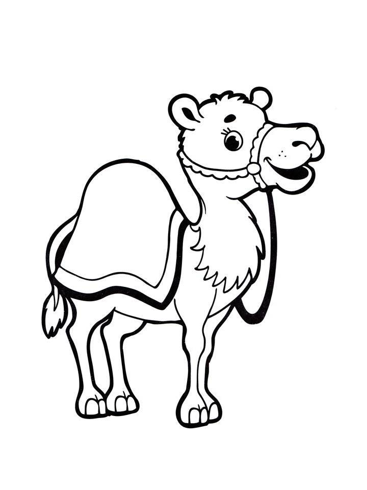 Раскраска Верблюд для детей распечатать бесплатно в формате А