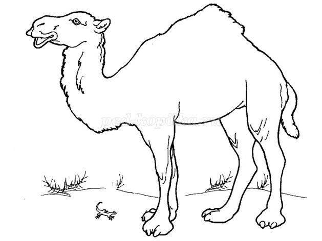 Рисование верблюда в старшей