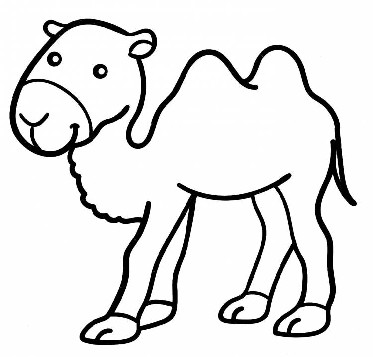 Раскраска Маленький верблюд