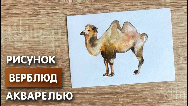 Как нарисовать верблюда карандашом и акварелью начинающим