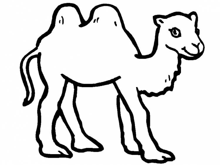 Детский рисунок верблюд 