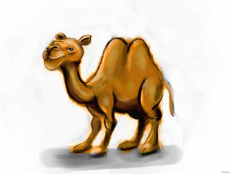 Верблюд рисунок для детей
