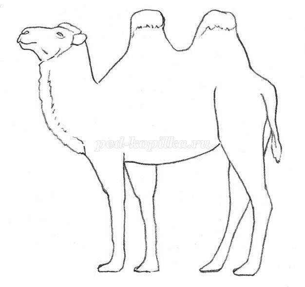 Рисование верблюда в старшей