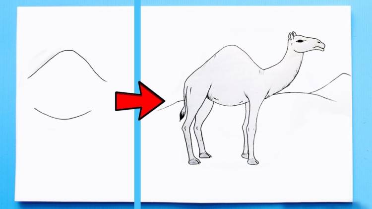 как нарисовать верблюда