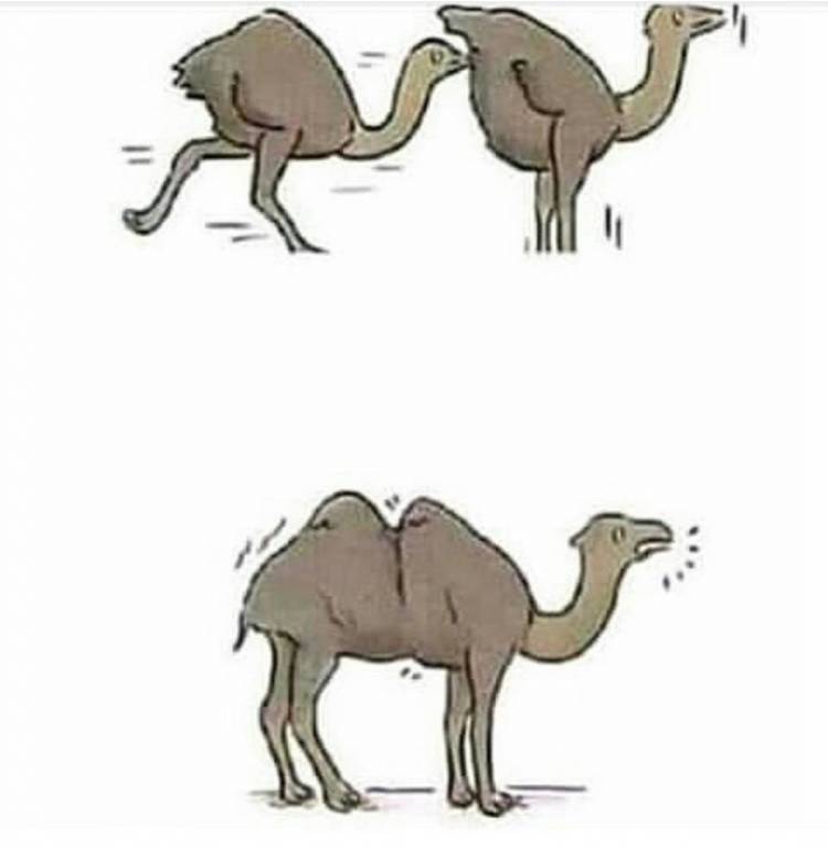Рисунок верблюд