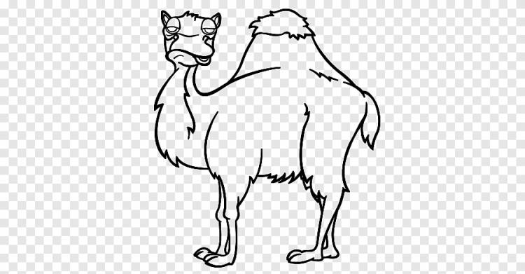 Дромадер двугорбый верблюд рисунок раскраска вискеры, живопись, игра, белый png