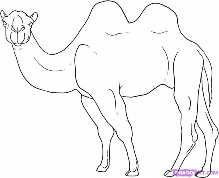 Как нарисовать верблюда поэтапно