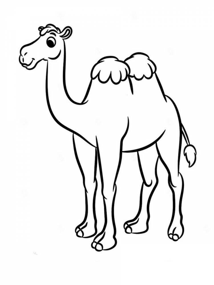 Раскраска «Красивый верблюд»