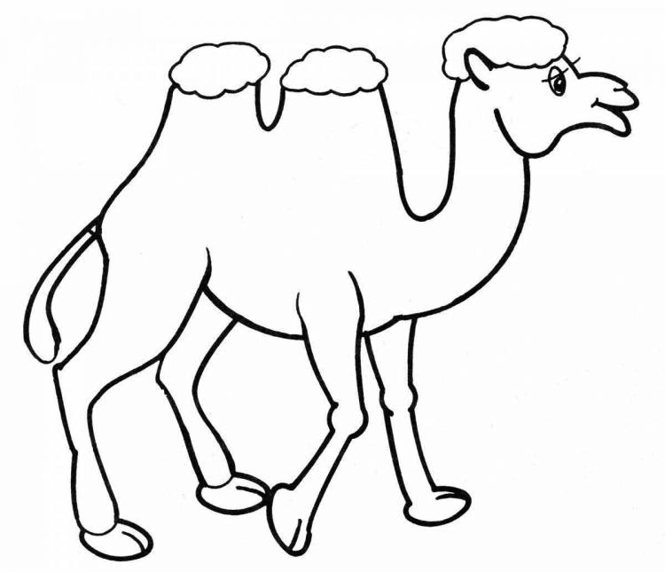 Раскраски Верблюд для детей 