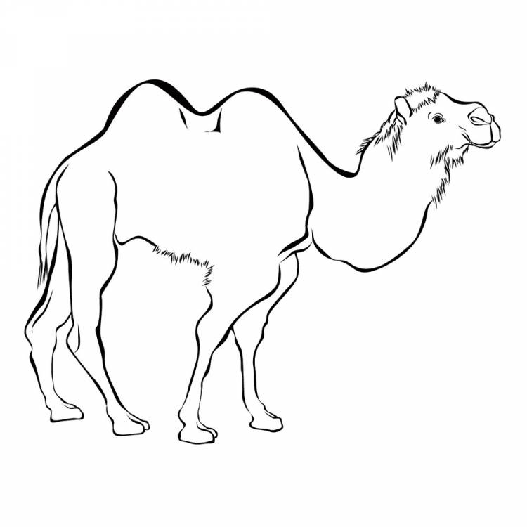 Раскраска Верблюд распечатать или скачать