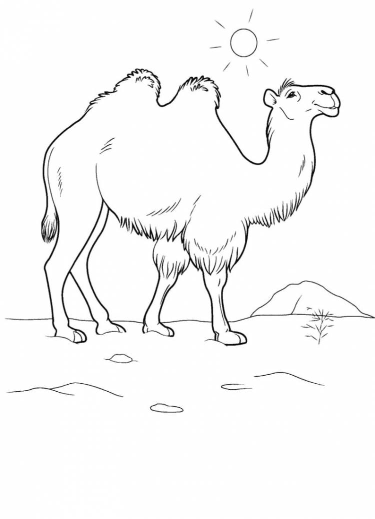 Раскраски двух, Раскраска двухгорбый верблюд Верблюд