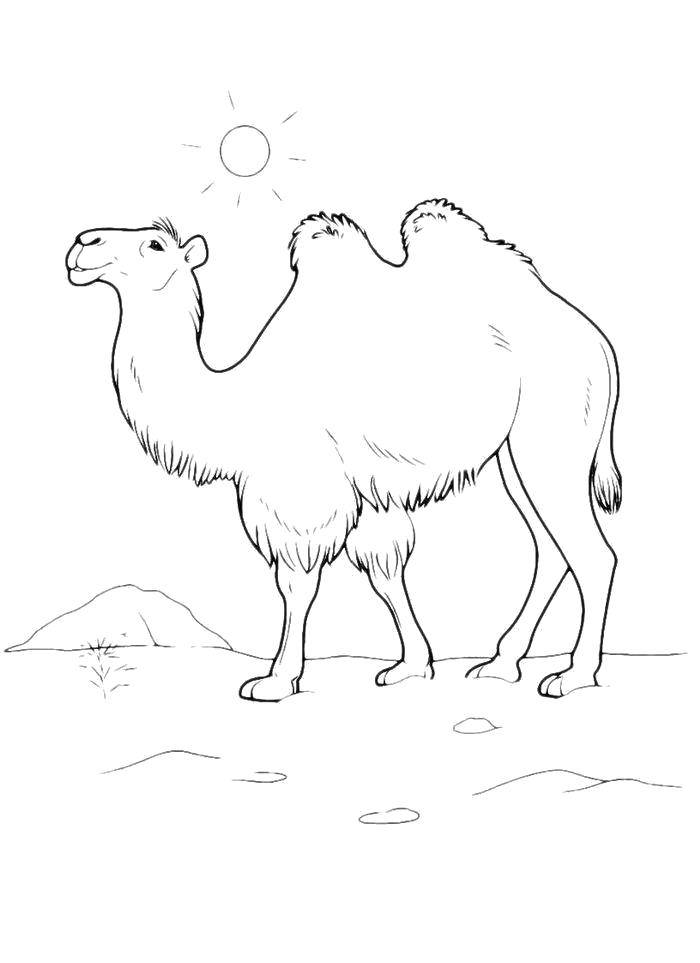 Раскраски Раскраска Разукрашка верблюд детям Верблюд, Раскраска двухгорбый верблюд Верблюд