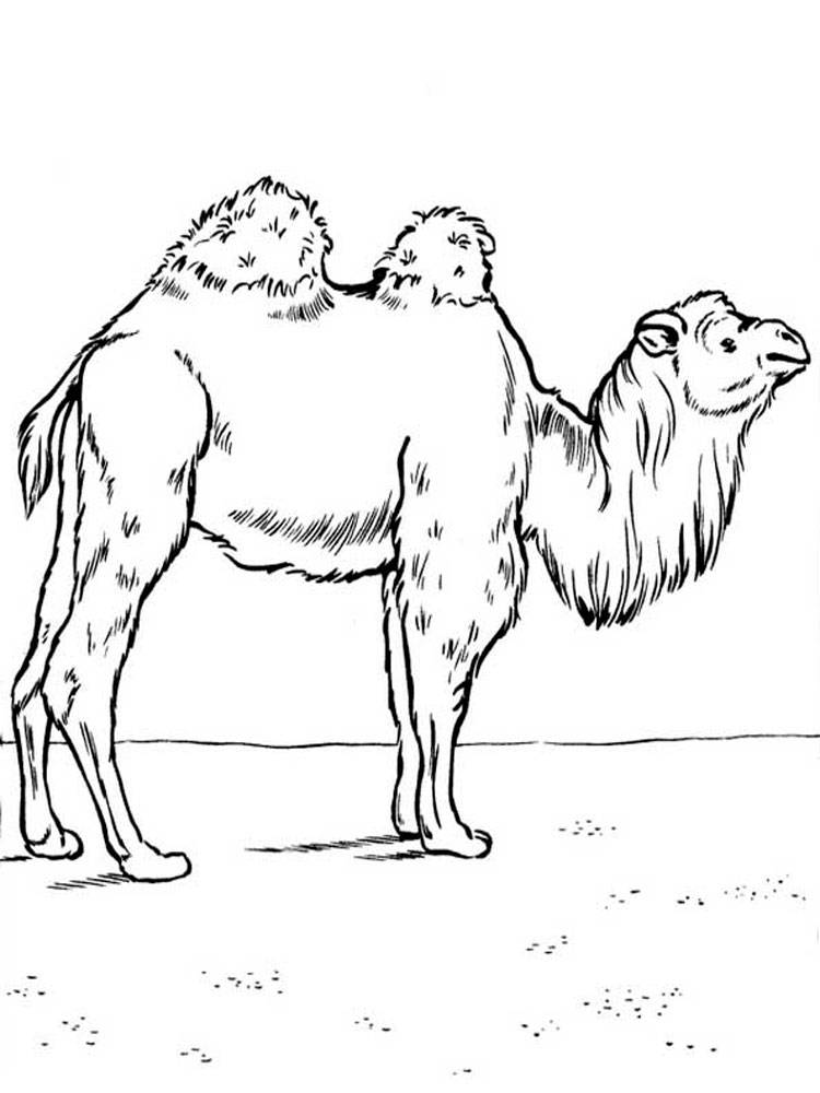 Раскраски Верблюд