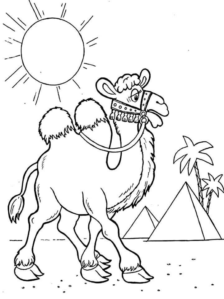 Раскраска Верблюд для детей скачать для мальчиков