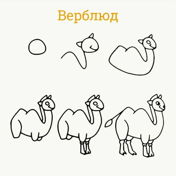 Рисунок верблюда карандашом