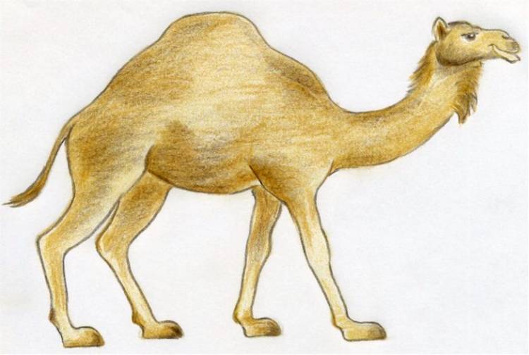 Как нарисовать верблюда карандашом поэтапно для детей