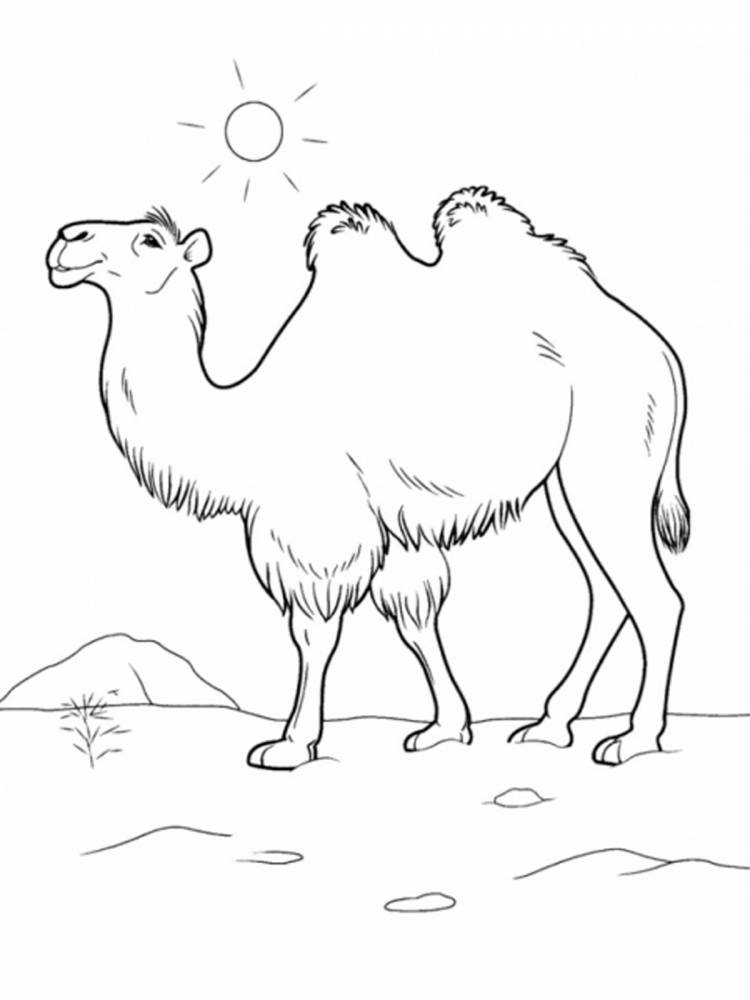 Верблюд для срисовки