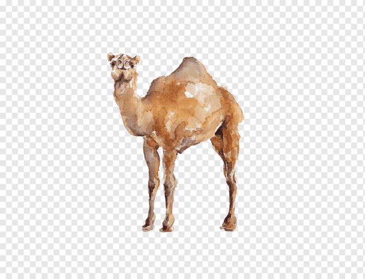 акварельный верблюд, раскрашенный вручную верблюд, иллюстрация верблюда, пустыня png