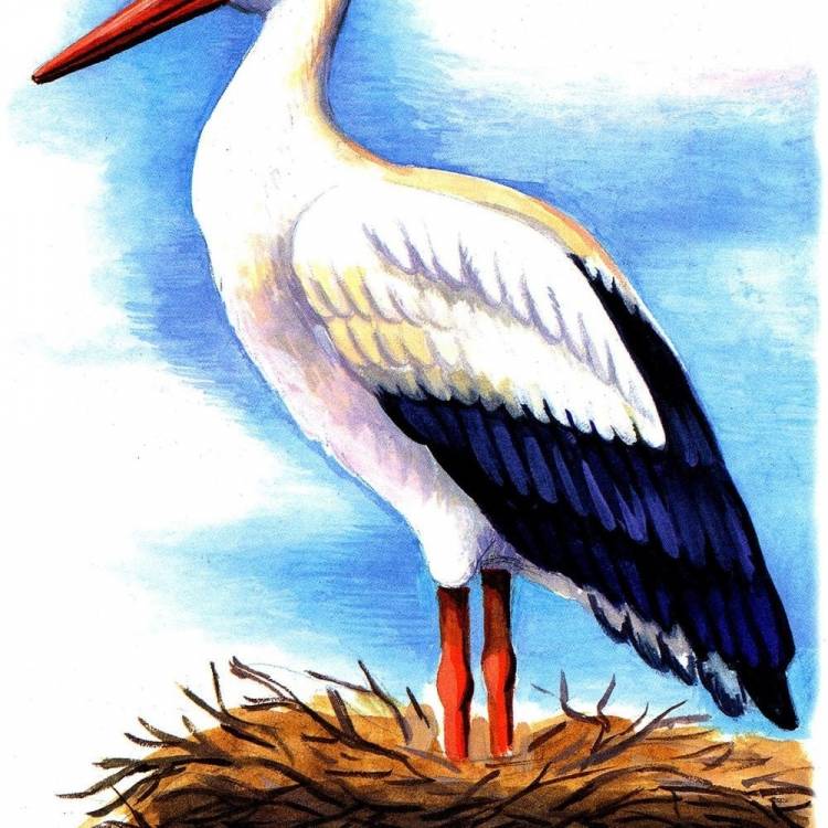 Аист болотная птица