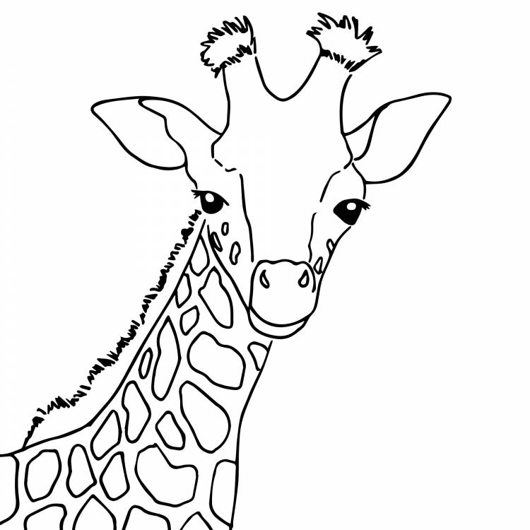 Лицо жирафа