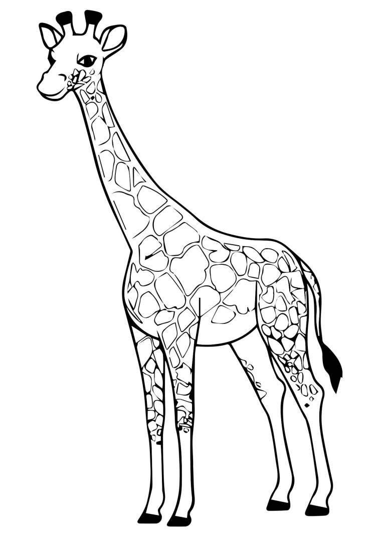 Настоящий жираф