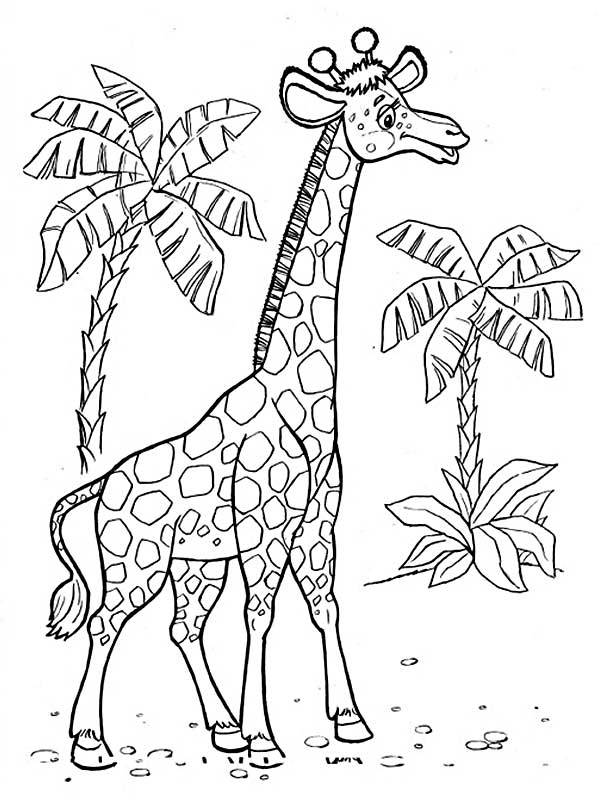 раскраски для детей жирафы жираф жирафов