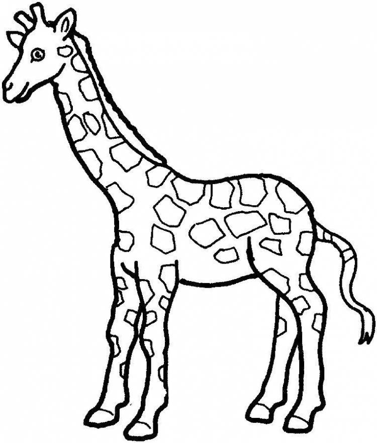 Раскраски жирафа, poisk