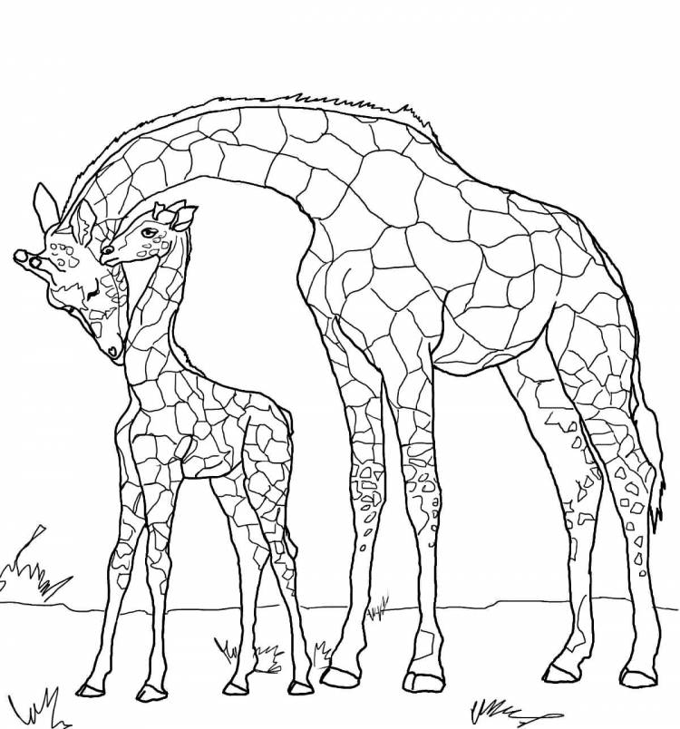 Раскраска «Жираф с детёнышем»