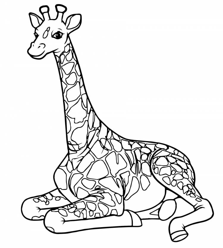 Жираф отдыхает