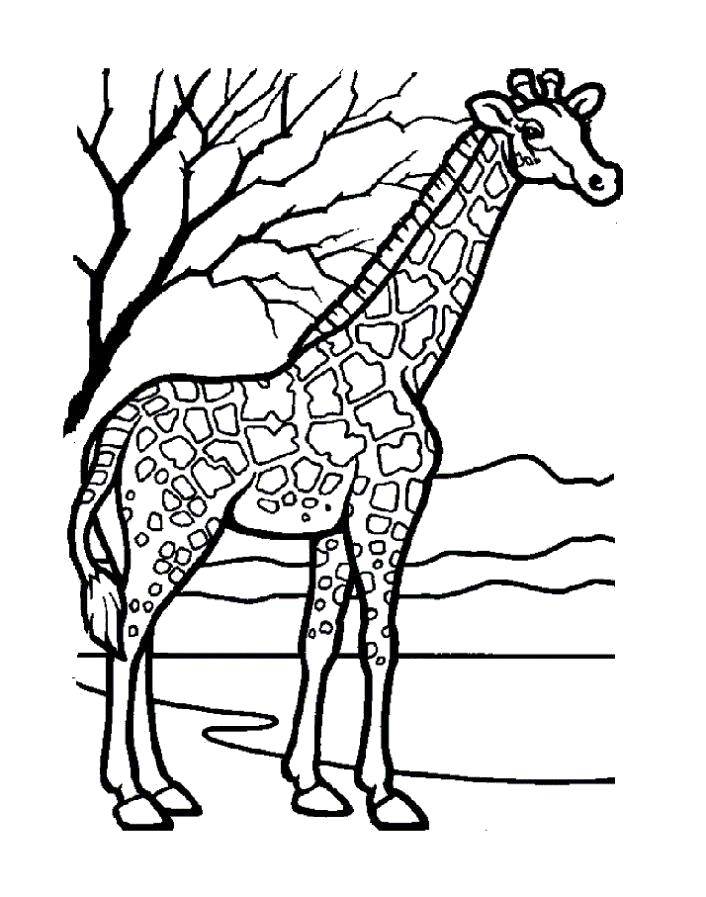 раскраски для детей жирафы жираф жирафов