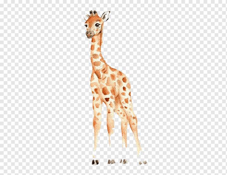 коричневый жираф, западноафриканский жираф акварельная живопись рисунок питомник, маленький жираф, Детская карта объявлений, ребенок, млекопитающее png